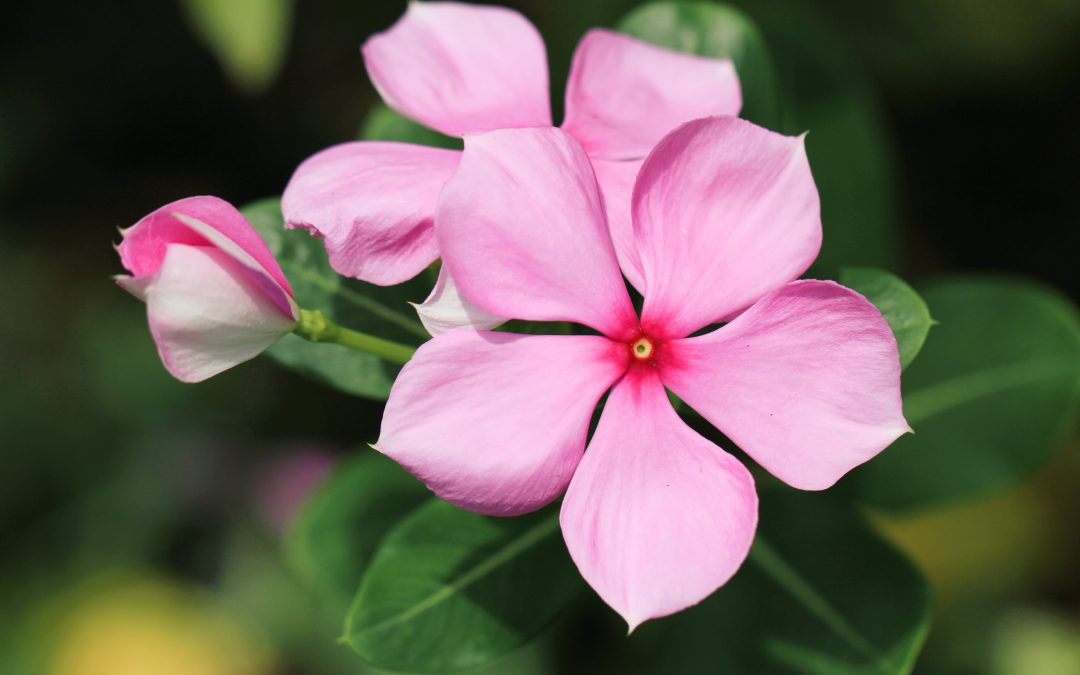 Keep Your Garden Looking Fresh This Summer With 10 Flowers That May Beat The Heat